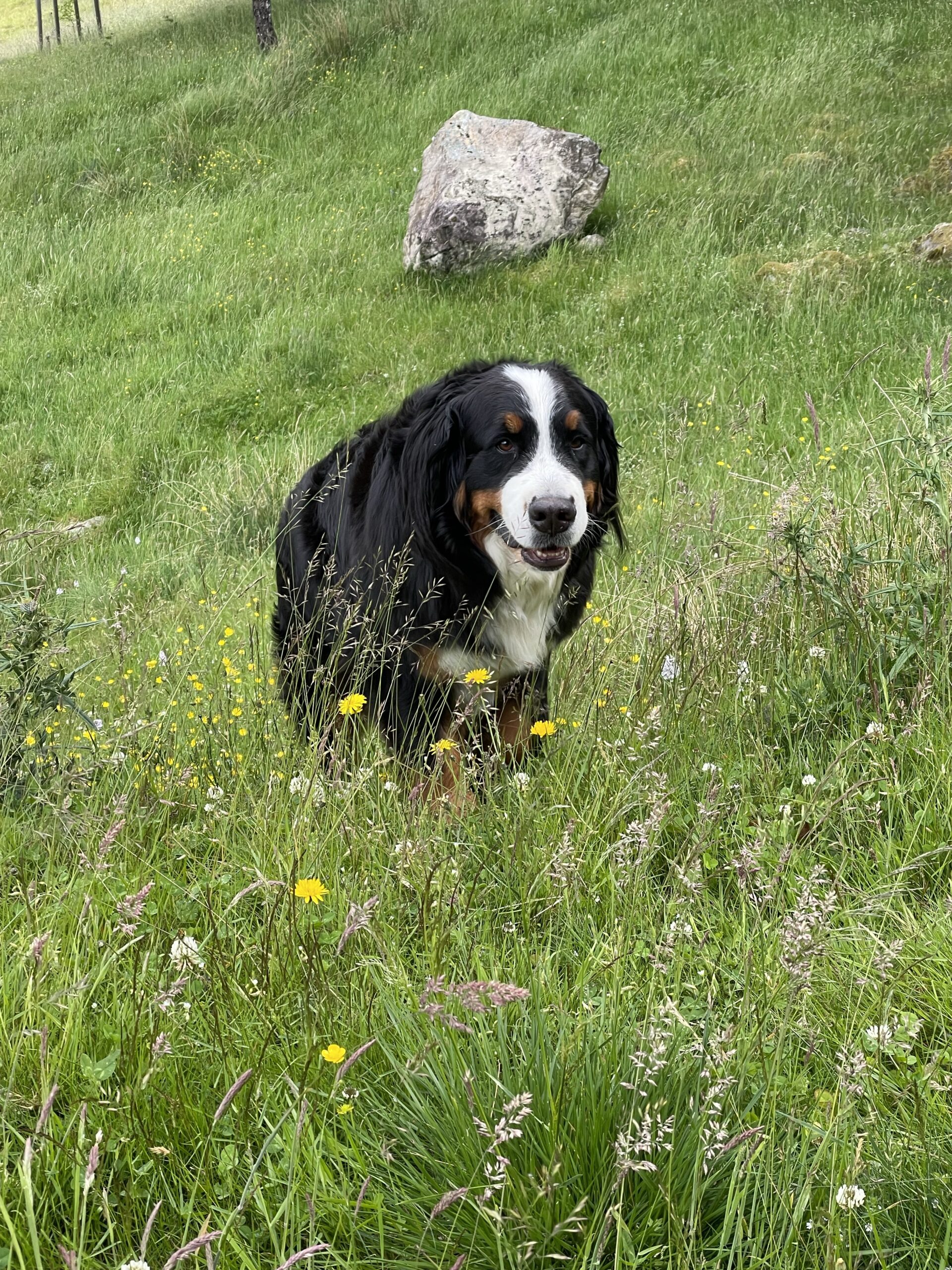 A friendly Bernese mountain dog coming to greet me