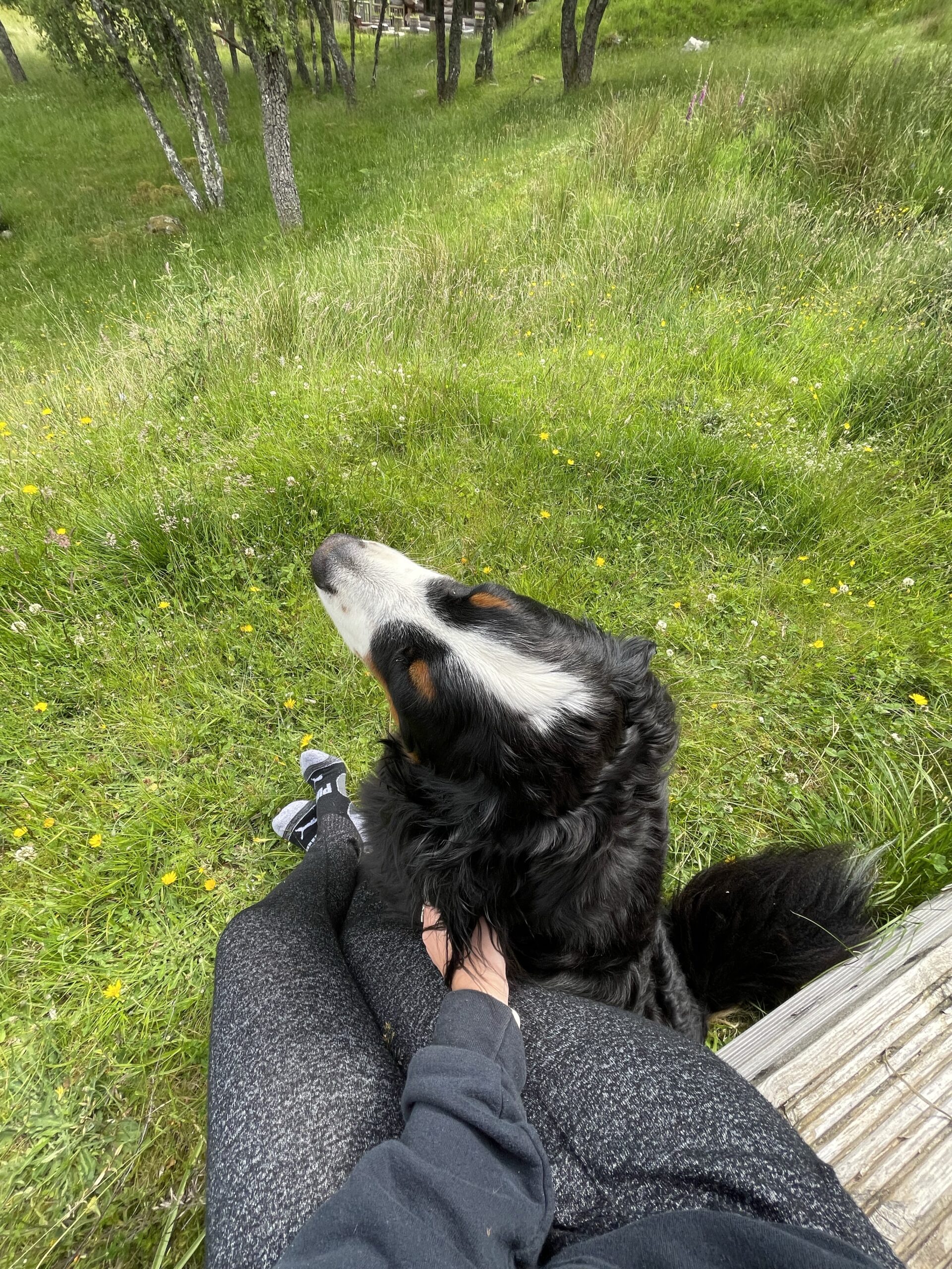 Sitting with the Bernese mountain dog, giving it pets